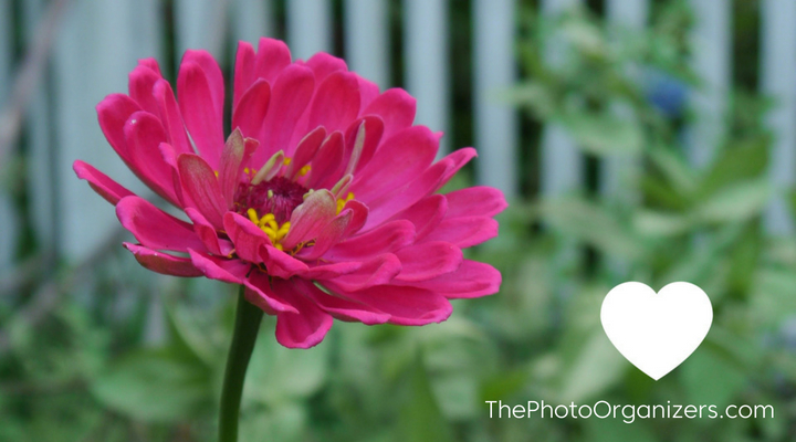 Keyboard Shortcuts for Apple Photos: Shortcut Your Way Through Your Entire Photo Collection | ThePhotoOrganizers.com